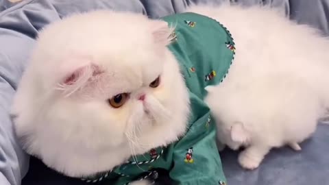 What are you looking for, kitten?