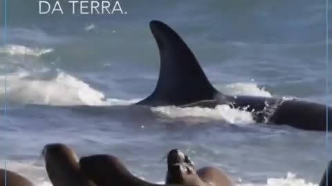 LAS ORCAS SON LOS MAMIFEROS DEPREDADORES MAS GRANDE Y UTILIZAN DIFERENTES TACTICA PARA CAZAR