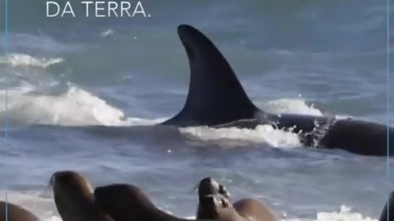 LAS ORCAS SON LOS MAMIFEROS DEPREDADORES MAS GRANDE Y UTILIZAN DIFERENTES TACTICA PARA CAZAR