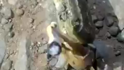 If I tell you that I saw a crab smoking on the boardwalk, you guys will tell me to stop drinking...