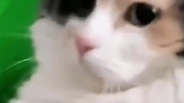 try not to laugh cats