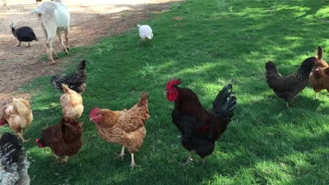 hen in garden