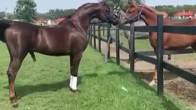 Funny animals -Funny horse- funny cats