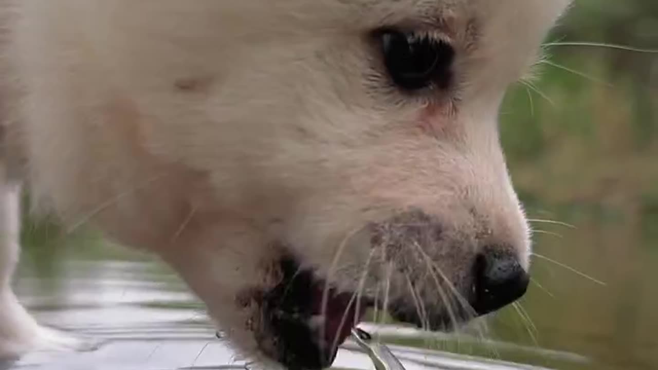 How to Our Puppy dog drinking Water 😋