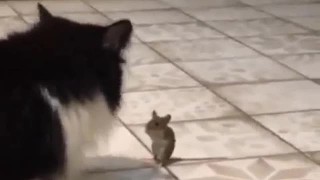 Tom and Jerry lover real funny video