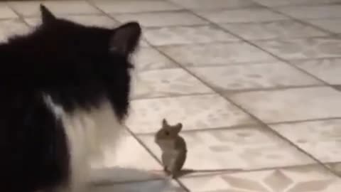 Tom and Jerry lover real funny video