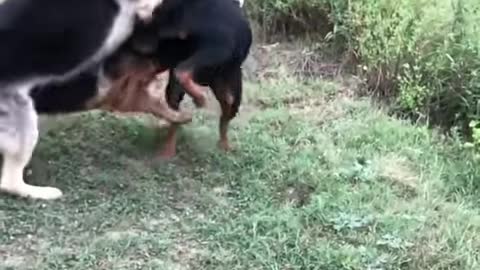German shepherd vs Rottweiler fight