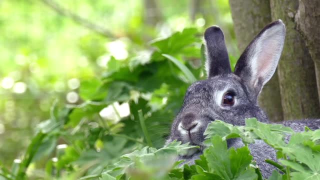 Lièvre dans son habitat naturel