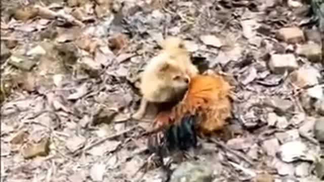 Funny Dog VS Hen Video | Must Watch Funny Video