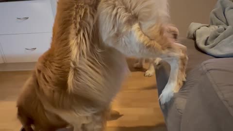 Golden Retriever Stands on Couch While Eating