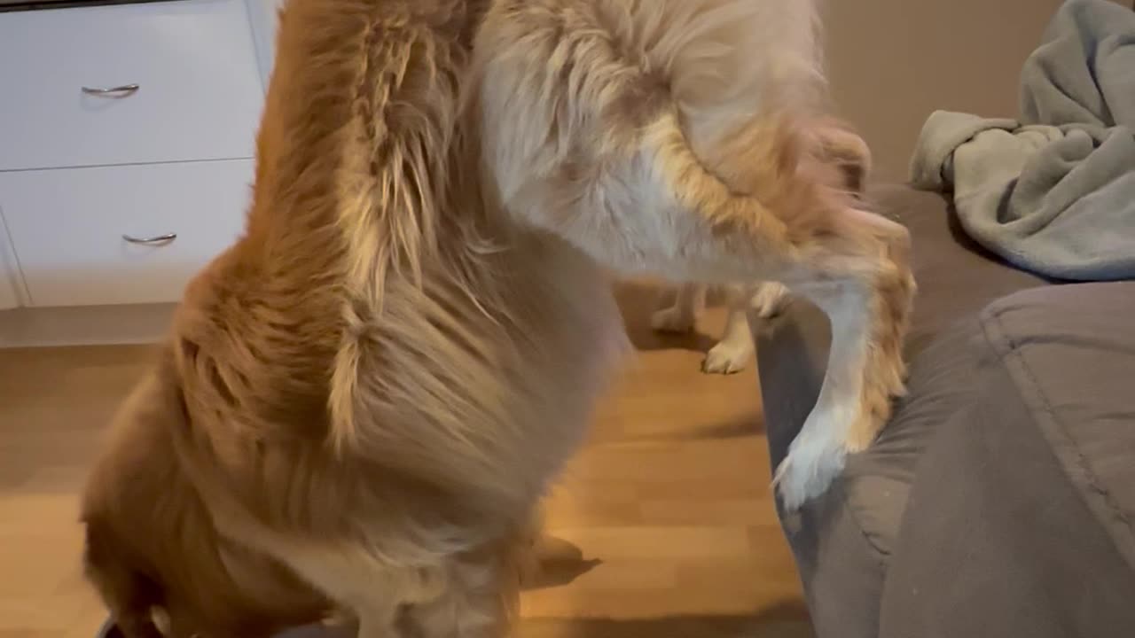 Golden Retriever Stands on Couch While Eating