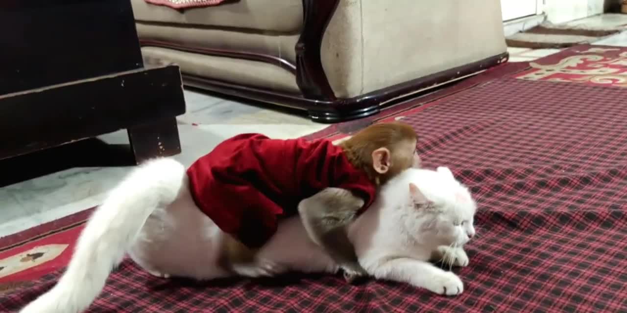 Monkey in love with cat very funny video