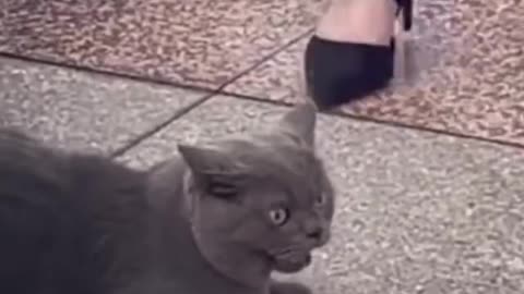 the cat went crazy because he smelled something sus