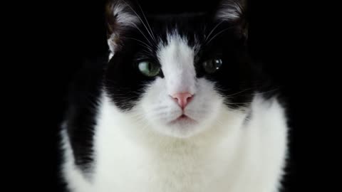 #Cat$10ok