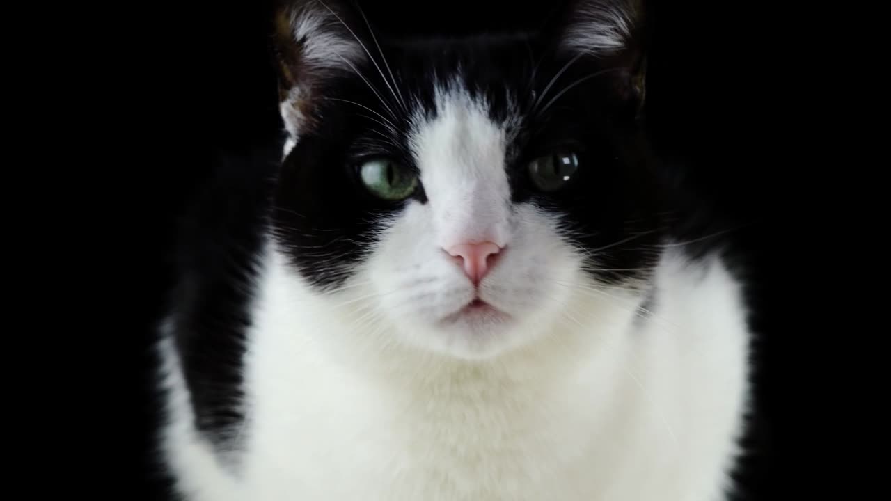#Cat$10ok