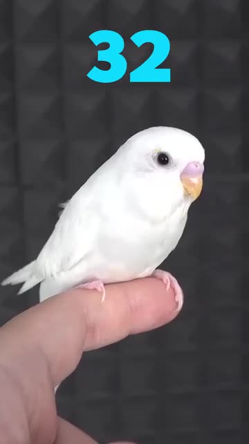 How a bird develops in 32 days