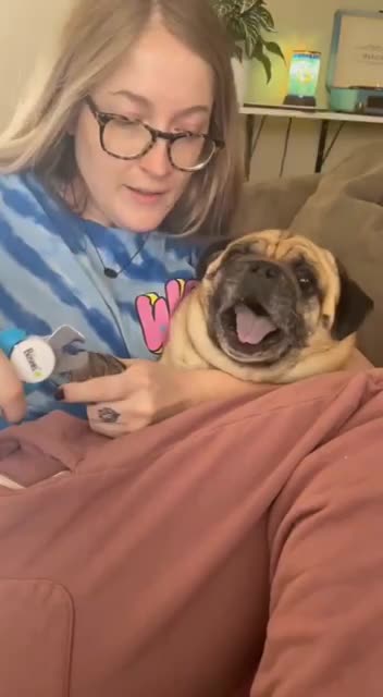 Dog getting his nails cut hilarious