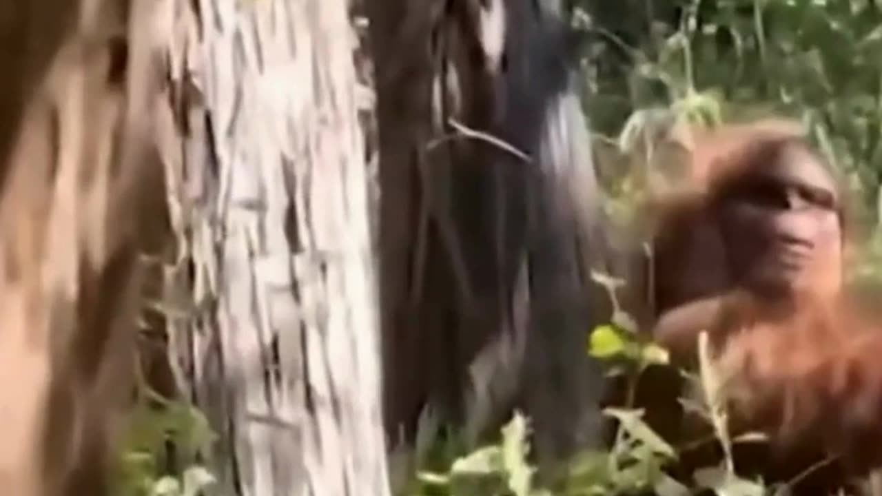 Chilling Sasquatch Encounter in Oklahoma