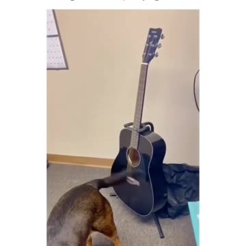 A Little Jam Dog Training