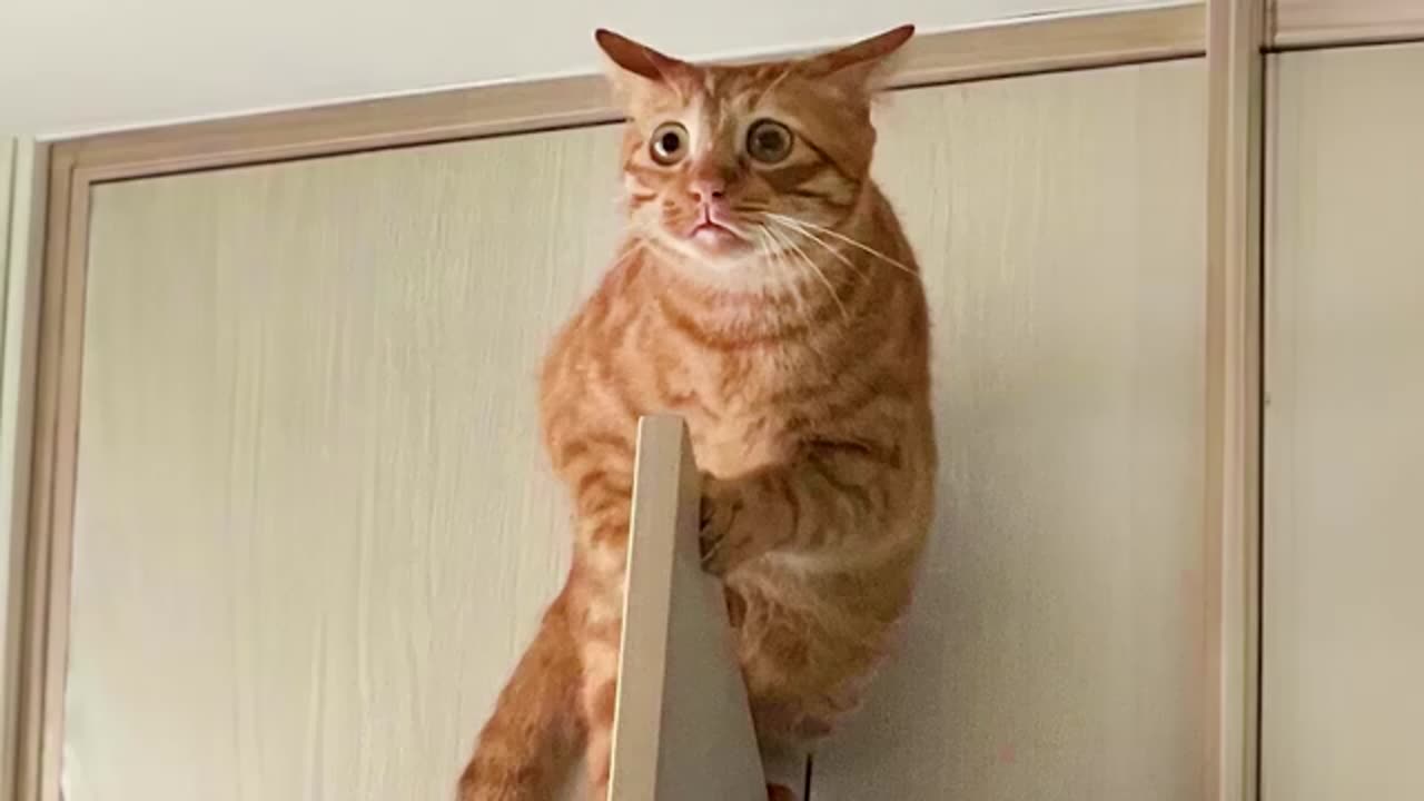 😹Funny Cats Reaction 🤣🤣 Best Funny cat's Videos 🐈😺😺🤣👻🪄❤️😹