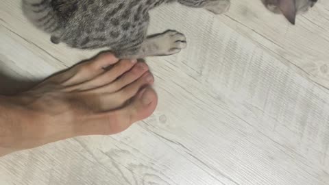 My cat love my foot