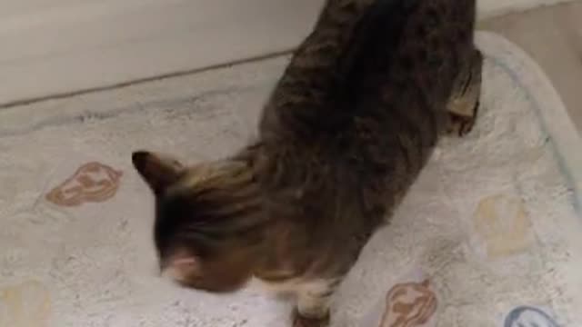 Baby Cat's Funny Reaction