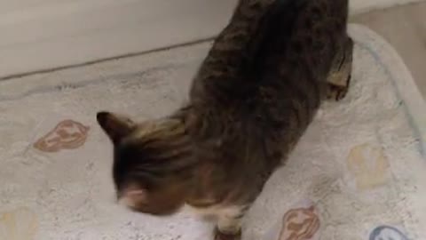 Baby Cat's Funny Reaction