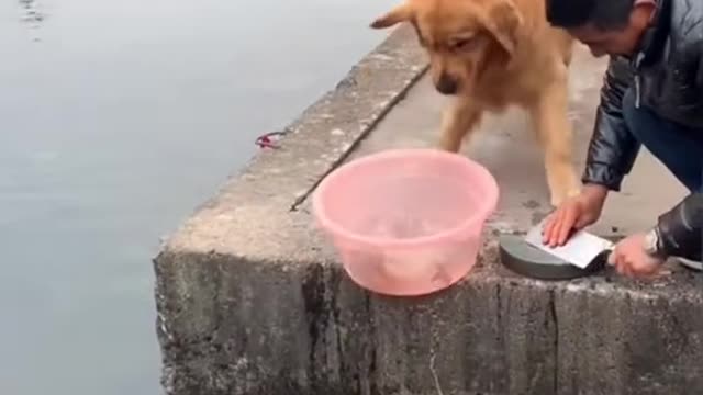 Kind Dog Saving Life Of Fishes - Dog helping others - Dogs are most beautifull creatures