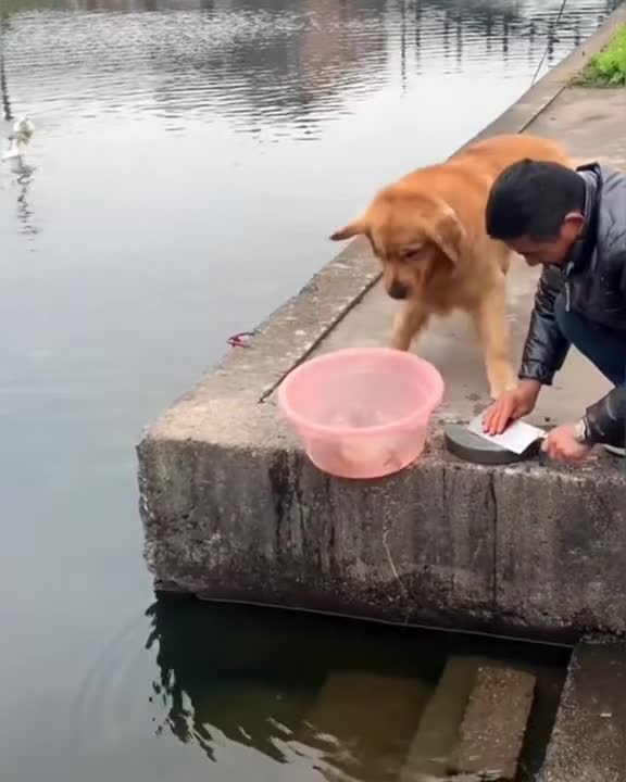 Kind Dog Saving Life Of Fishes - Dog helping others - Dogs are most beautifull creatures