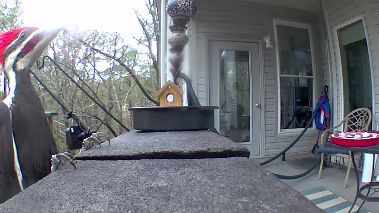 the behind of a pileated woodpecker