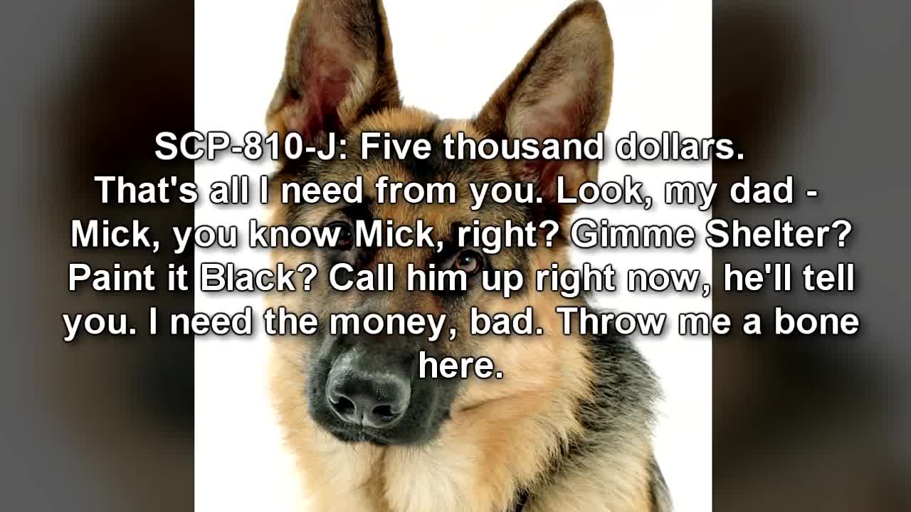 Um cão que precisa de bons tratamentos