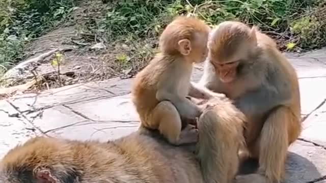 Monkey comedy video | funny video