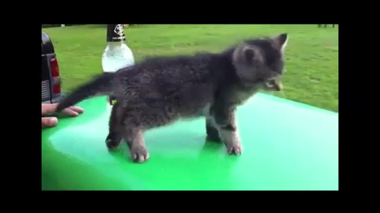 Video of Cats Doing Funny Things - Version 1