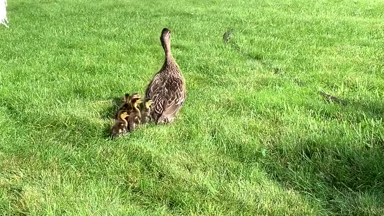 Group Work To Rescue Ducklings From Sewer