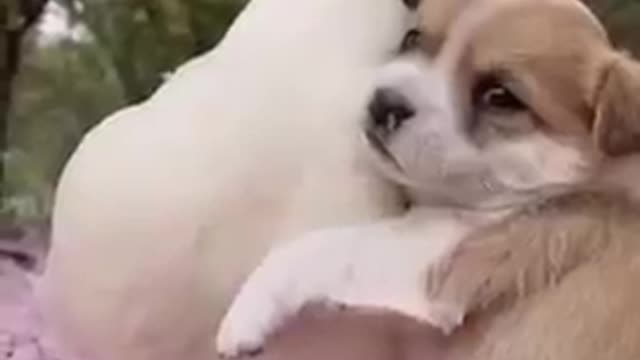 Cute and funny dog videos compilation #shorts#short#dogs