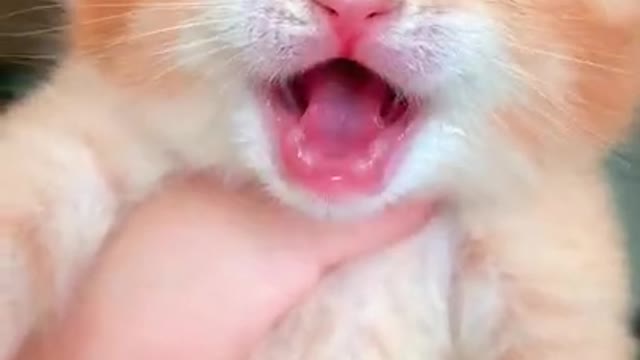 Amazing very cute kitten 💝 💝 💝
