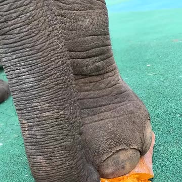 Fortunately, the breeder closed his feet quickly, otherwise he would have ended up like a pumpkin