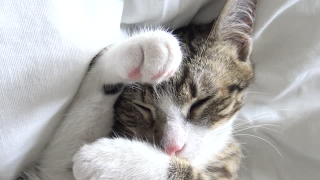 Adorable Small Cat Sleeps with the Paws on His Face