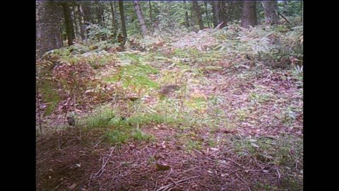 trail cam 2