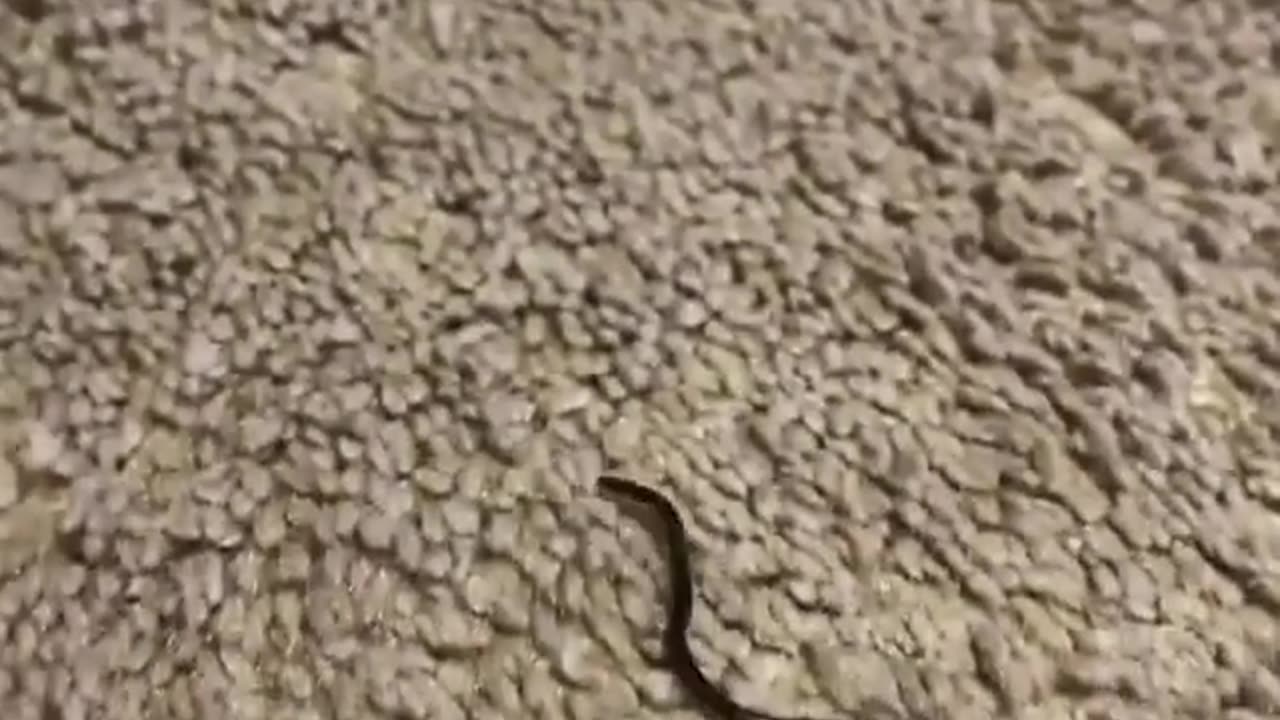 Wildlife