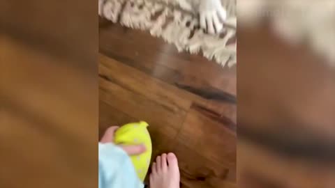 Best Funny Animal Videos 😺 Funniest Dogs And Cats Videos 🤣😂