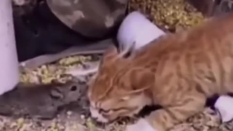 Cat vs rate fight
