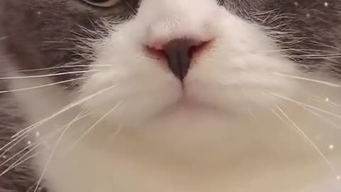 Do you have any pets?