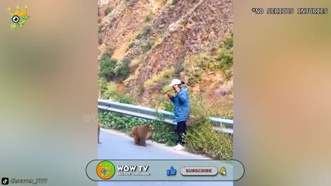 When Animals go on a rampage and make you laugh