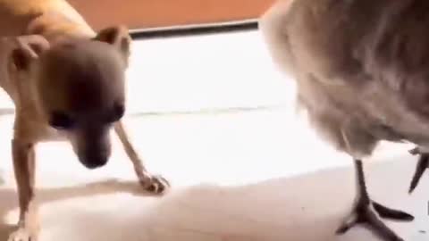 Best Funny Crazy Dogs Fail ops Moments Viral Clips