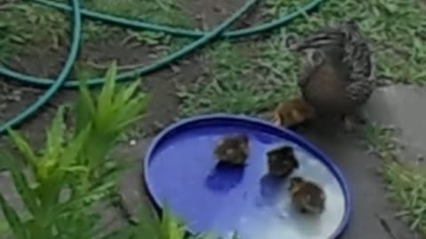 Join us at "The Purple Duckling Club" for Dinner