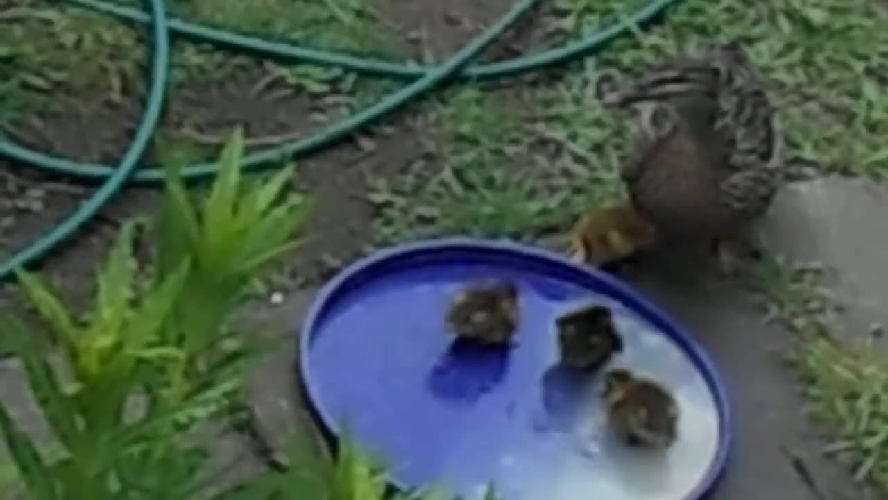 Join us at "The Purple Duckling Club" for Dinner
