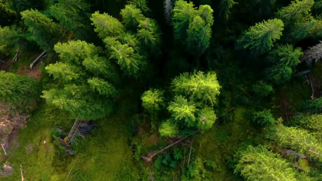 Woodland Escape: 4K Calm in the Heart of Nature