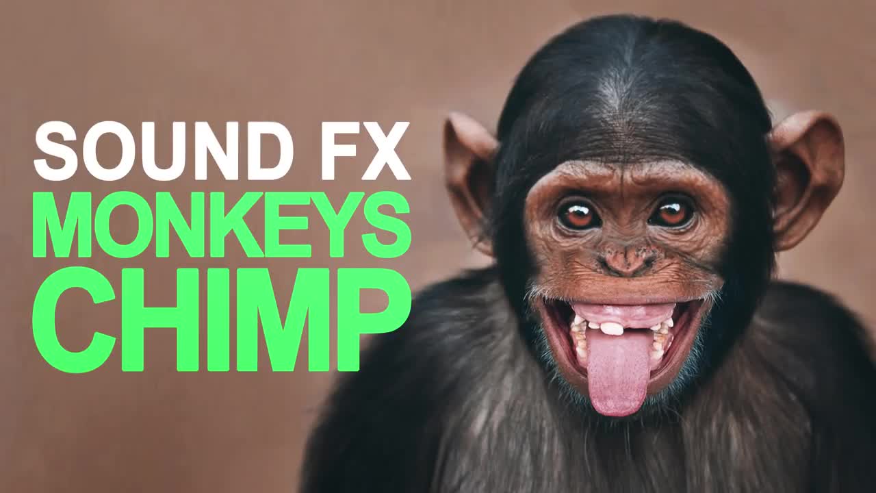 MONKEYS CHIMP Sound Effect High Quality