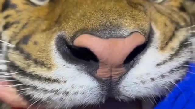 CUTE ANIMALS COMPILATION - MOST AMAZING VIDEOS IN THE WORLD